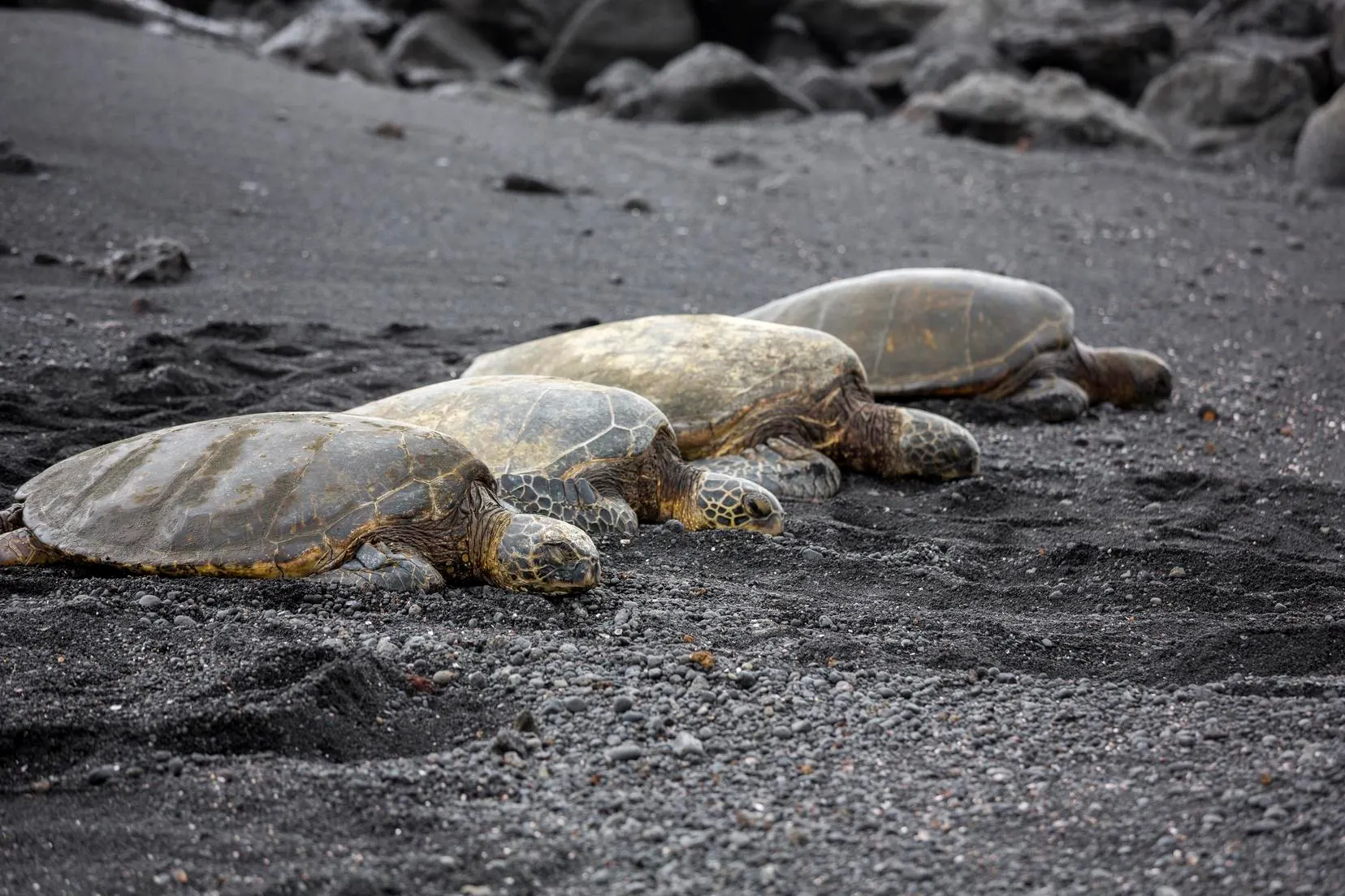 Visit Punaluʻu Responsibly 7 0x0