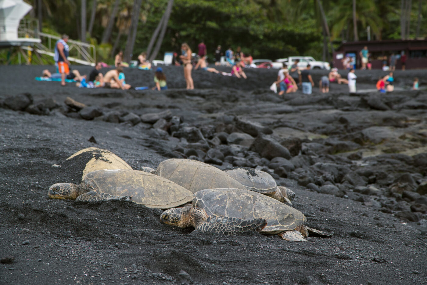 Visit Punaluʻu Responsibly 4 A63I8306