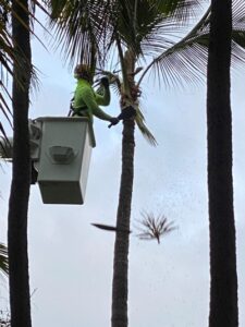 THE RESTORATION OF PUNALUʻU 3 Picture8