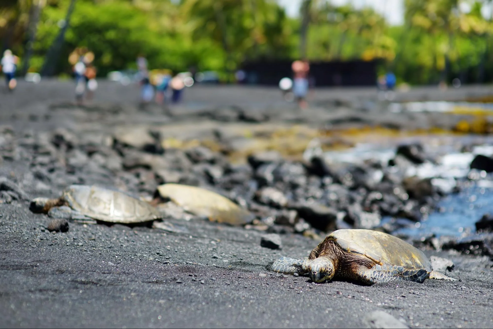Visit Punaluʻu Responsibly 5 image4_fc830799-949d-416a-aef1-fb573aa3a526
