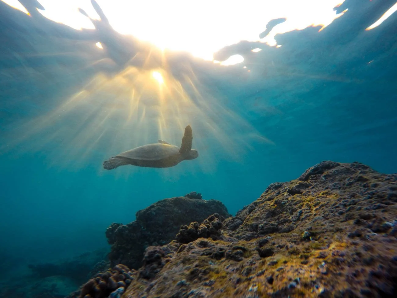 Visit Punaluʻu Responsibly 6 punaluu-beach-punaluu-black-sand-beach-big-island-black-sand-beaches-4