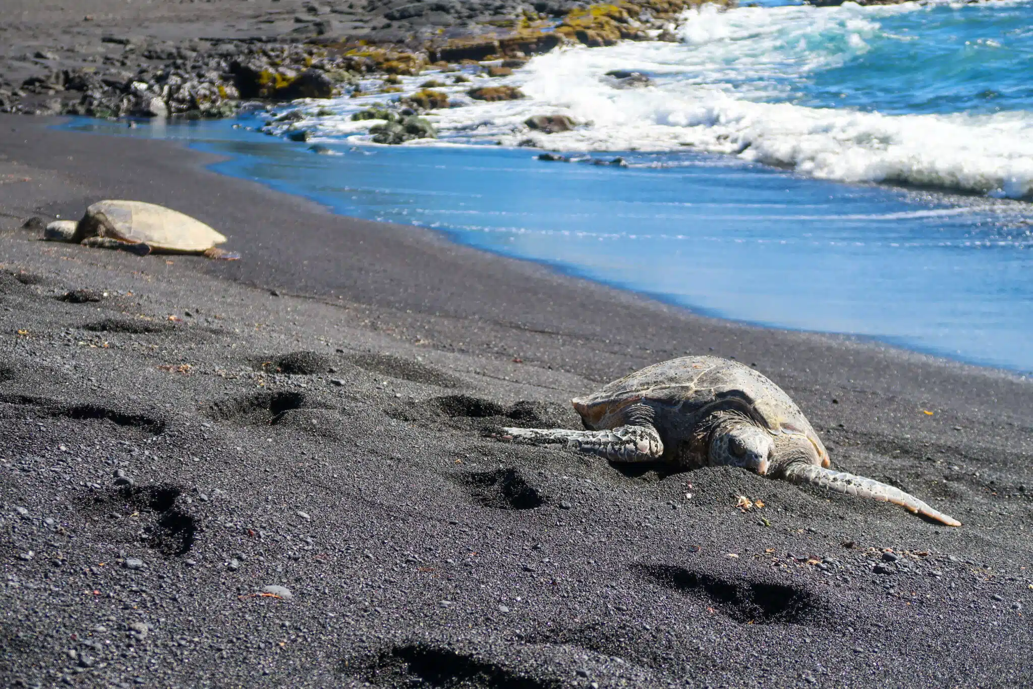 Visit Punaluʻu Responsibly 10 punaluu-black-sand-beach-sea-turtle-2048x1365.jpg