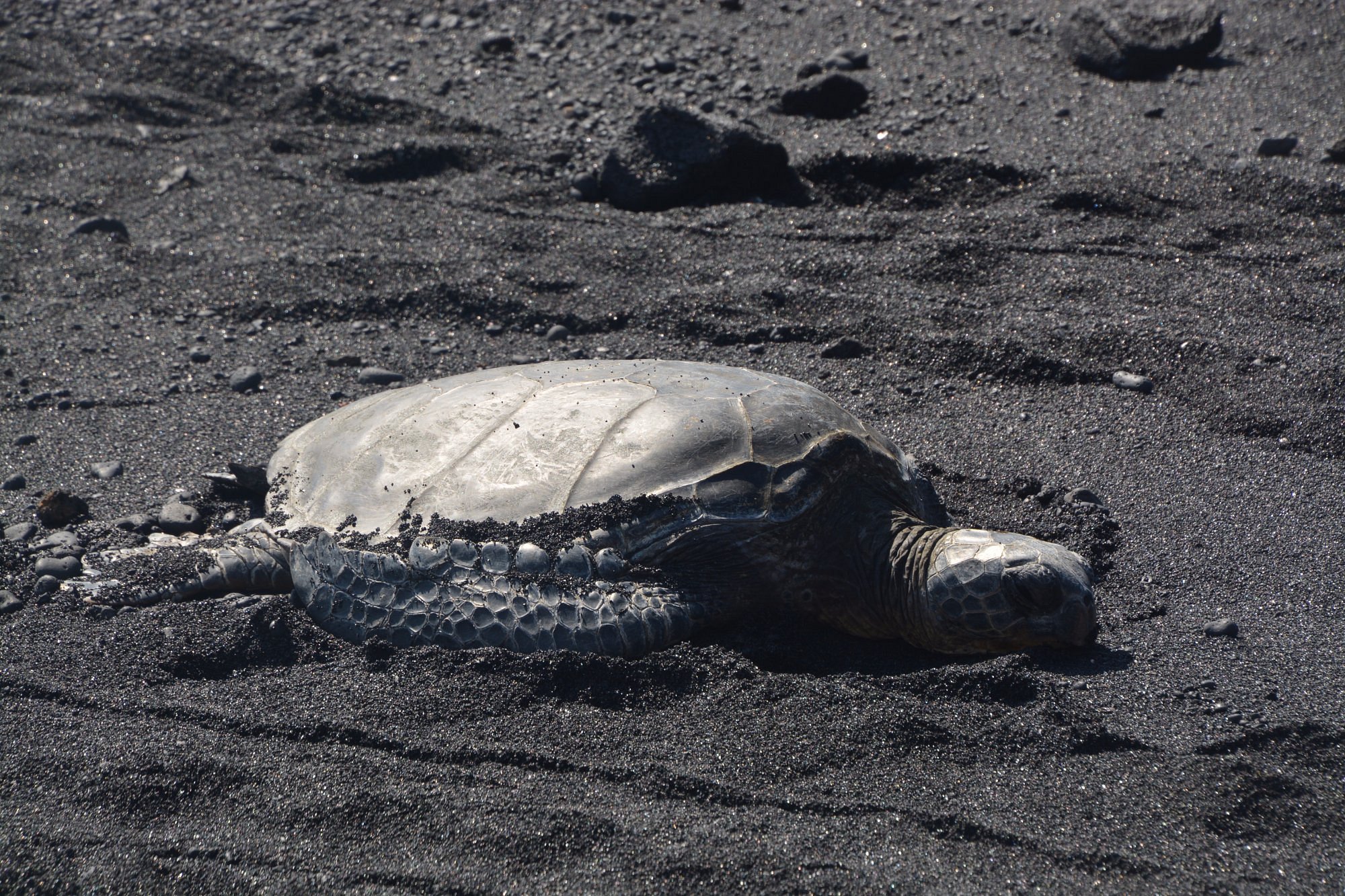 Visit Punaluʻu Responsibly 9 resting