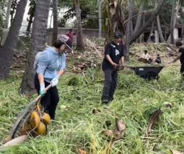 THE RESTORATION OF PUNALUʻU 17 Eva Liu and local volunteers clearing fallen coconuts and vegetation during land restoration efforts at Punaluʻu in Kaʻū, Hawaii