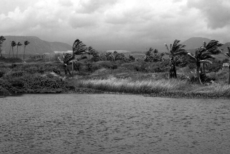 bw Hawaiian marsh